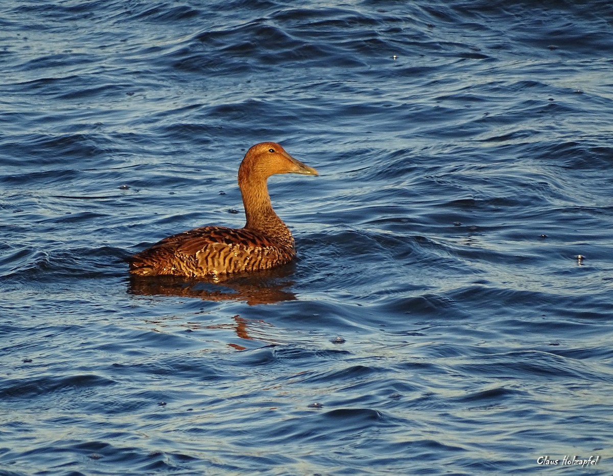 Common Eider - ML296848781