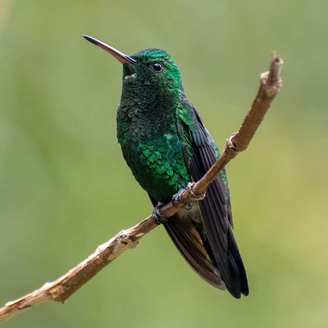 Steely-vented Hummingbird - ML296849131