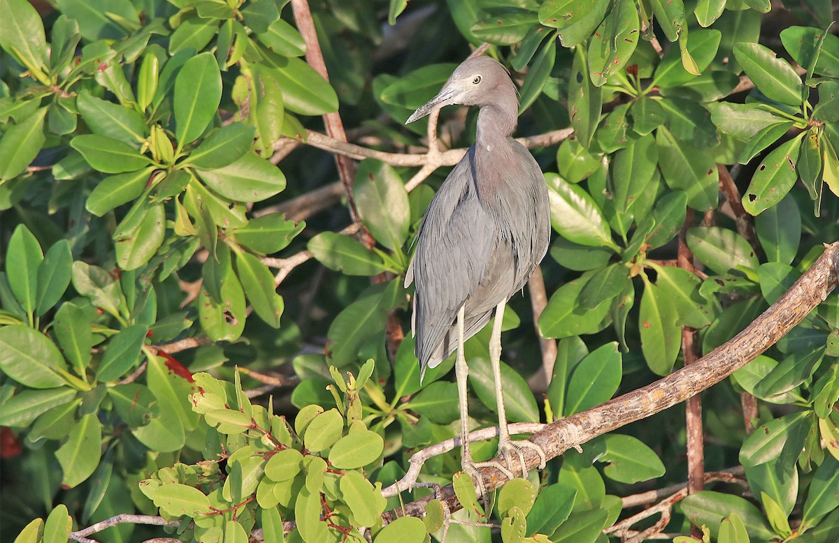 Little Blue Heron - ML296851771