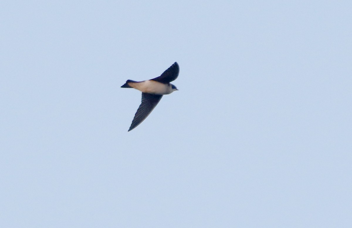 Mangrove Swallow - ML296851791