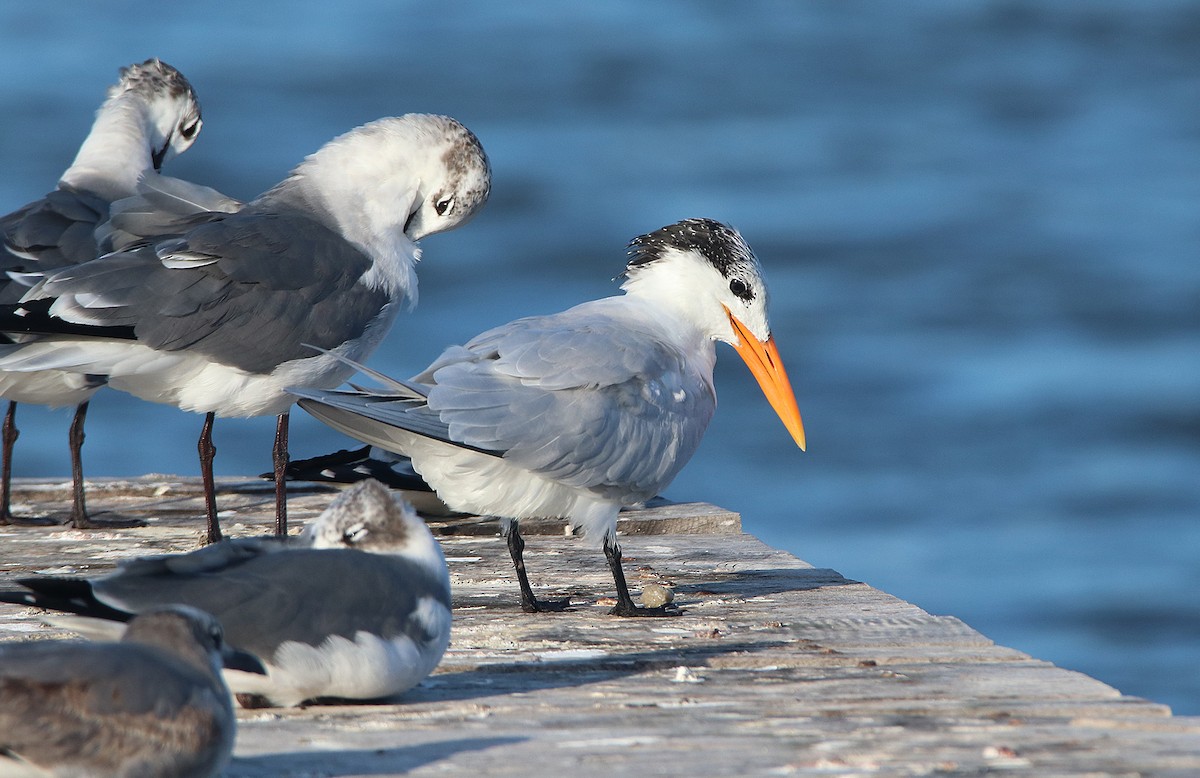 Royal Tern - ML296852031