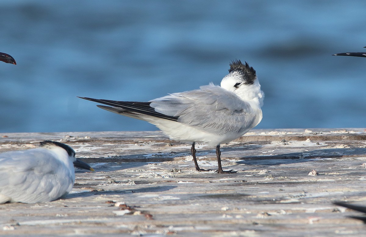 Sandwich Tern - Tim Avery