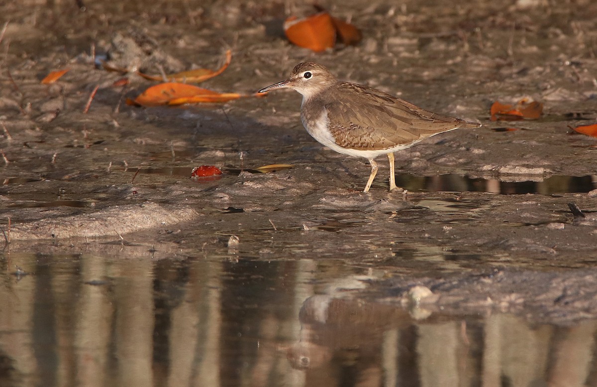 Spotted Sandpiper - ML296852171