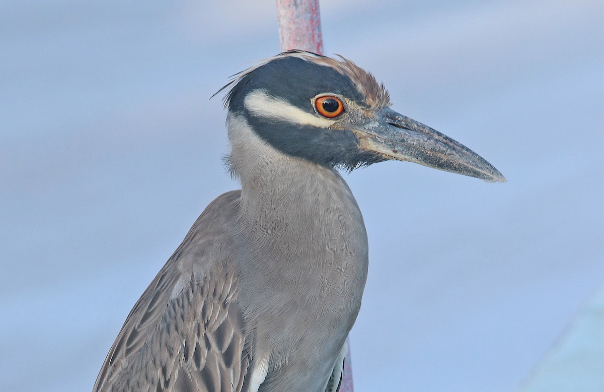 Yellow-crowned Night Heron - Tim Avery