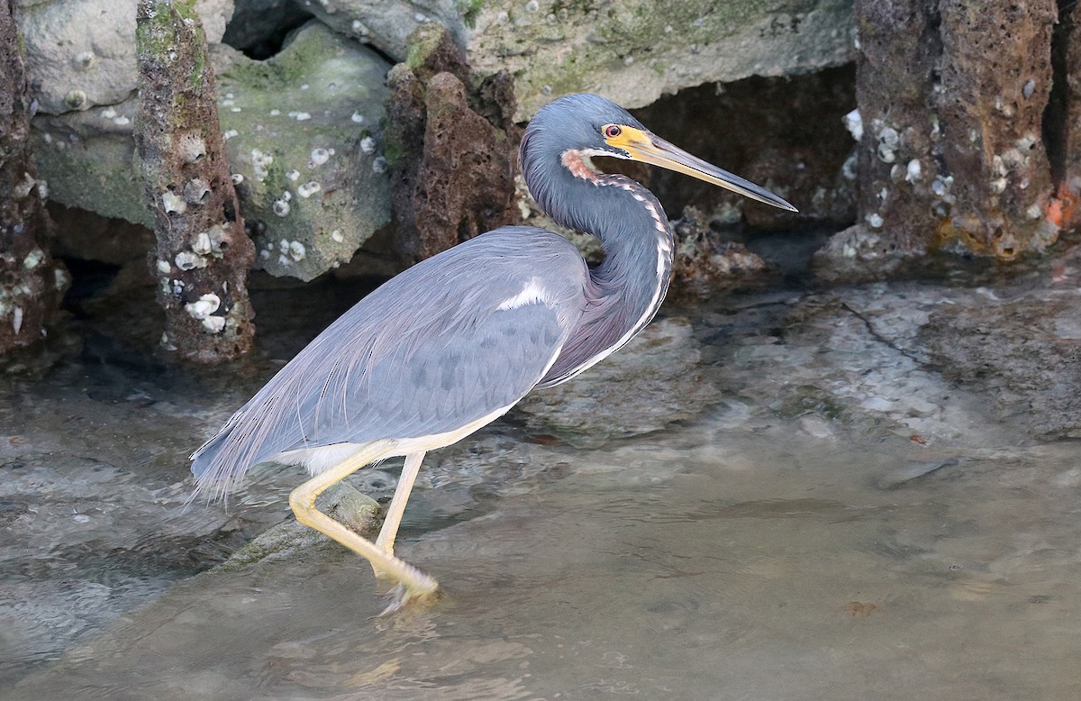 Tricolored Heron - Tim Avery