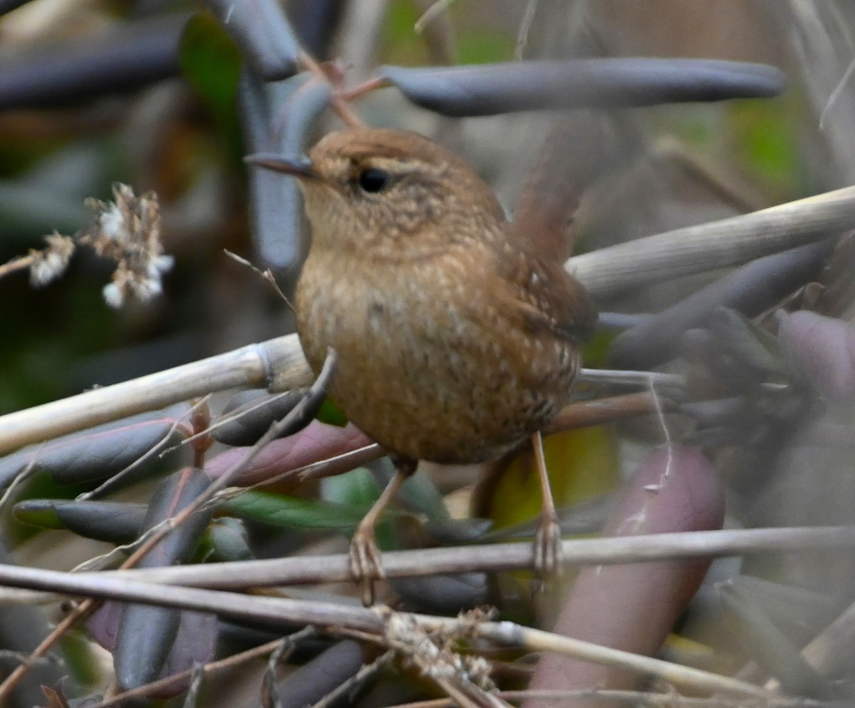 Winter Wren - ML296854491