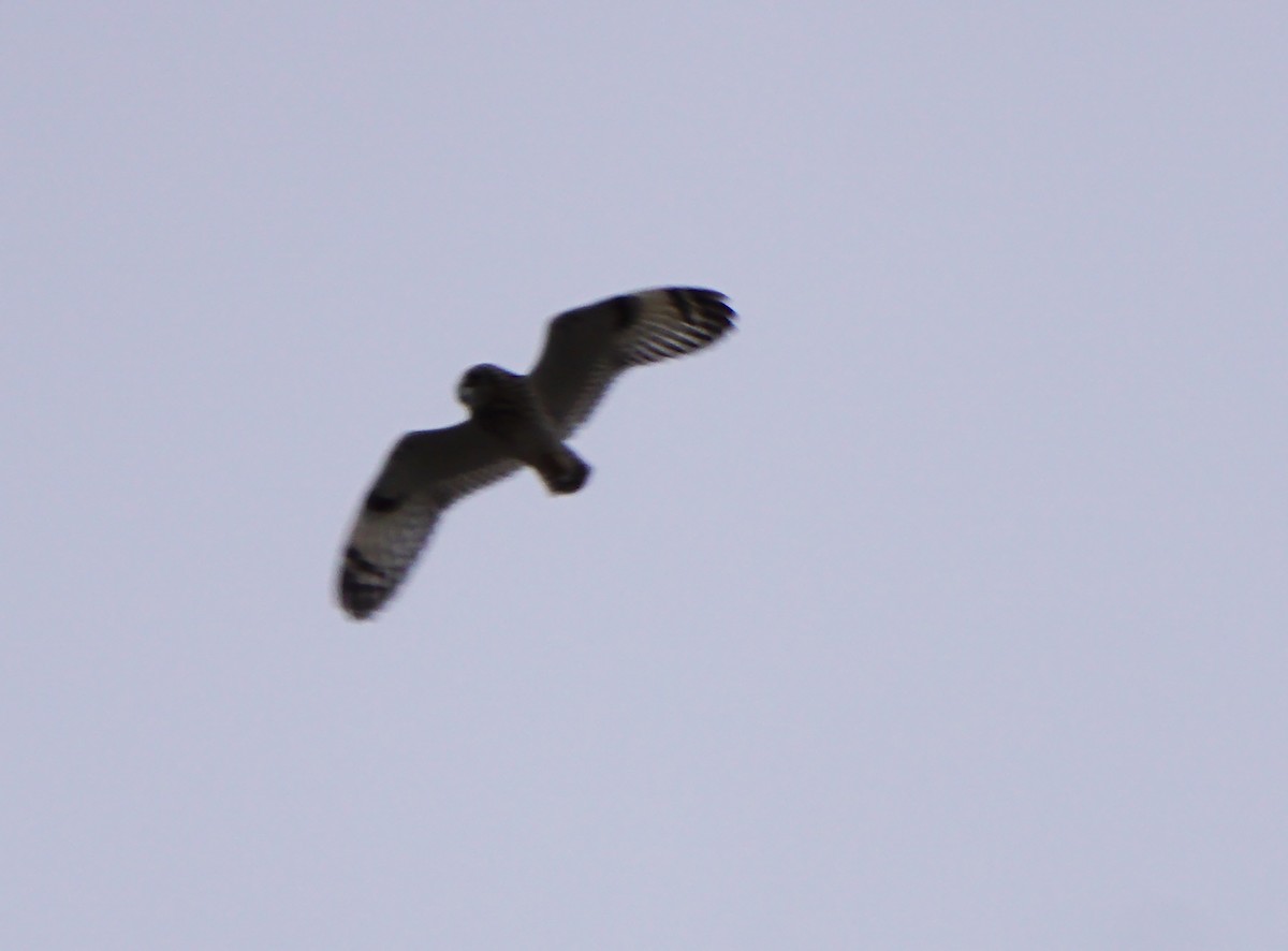 Short-eared Owl - E Jeffrey Stann