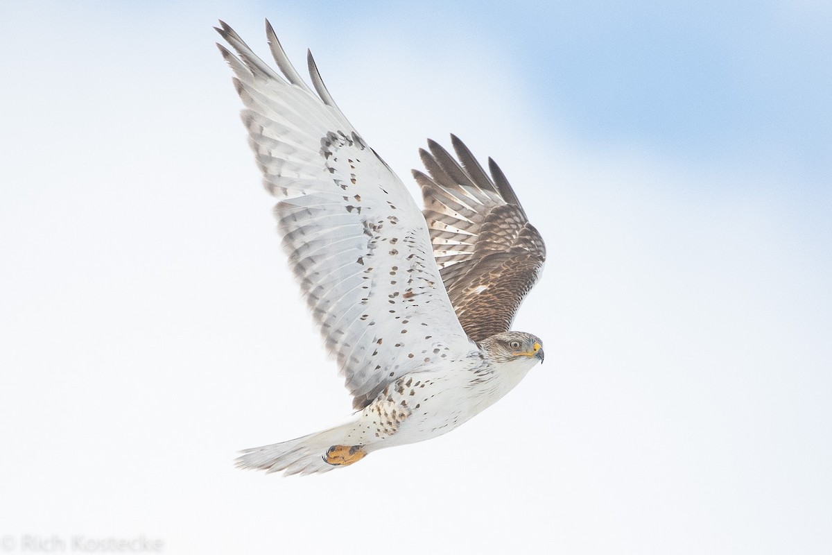 Ferruginous Hawk - ML296854741