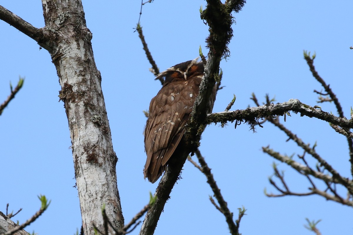 Crested Owl - ML296855821