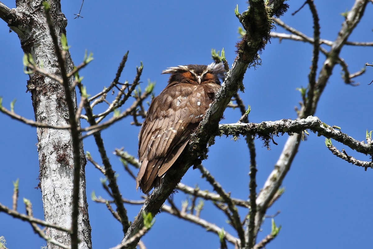 Crested Owl - ML296855861