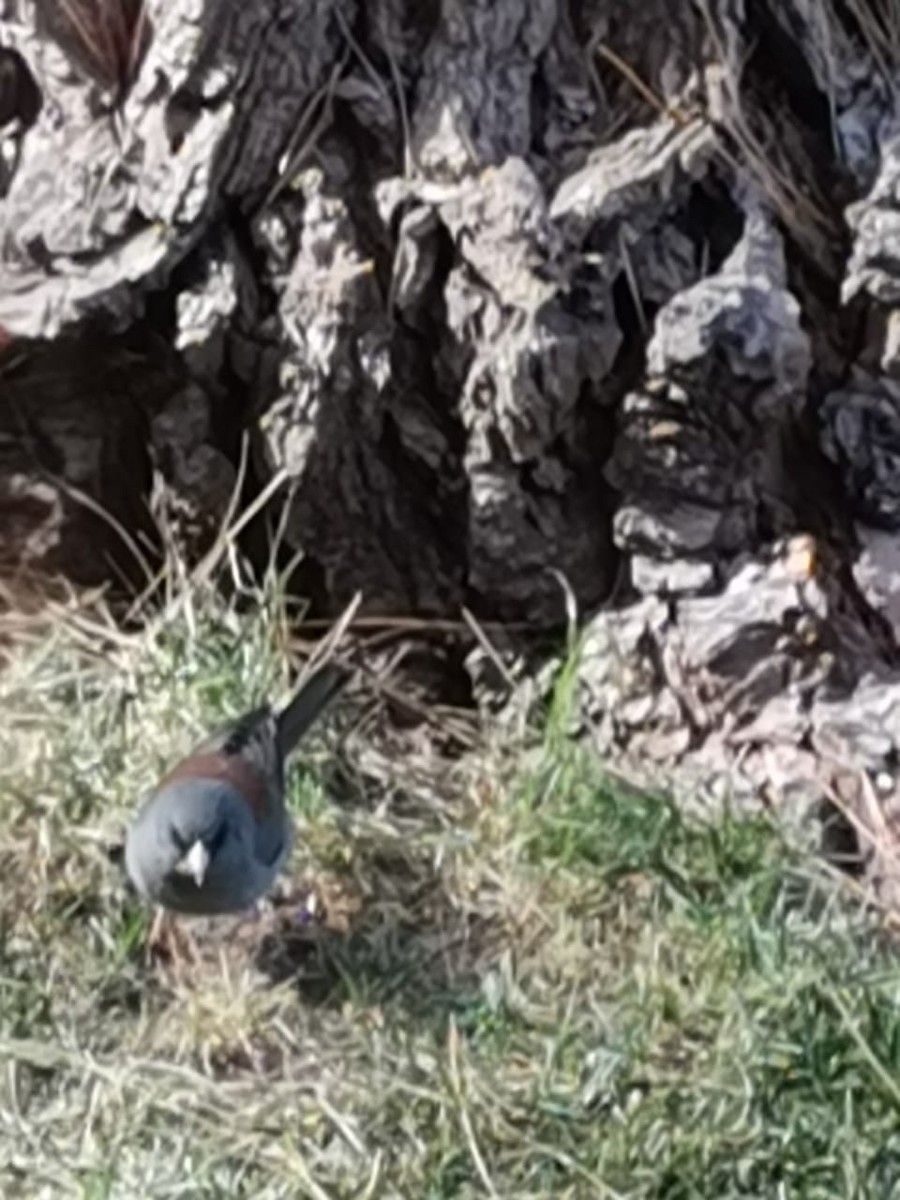 Dark-eyed Junco - ML296857111