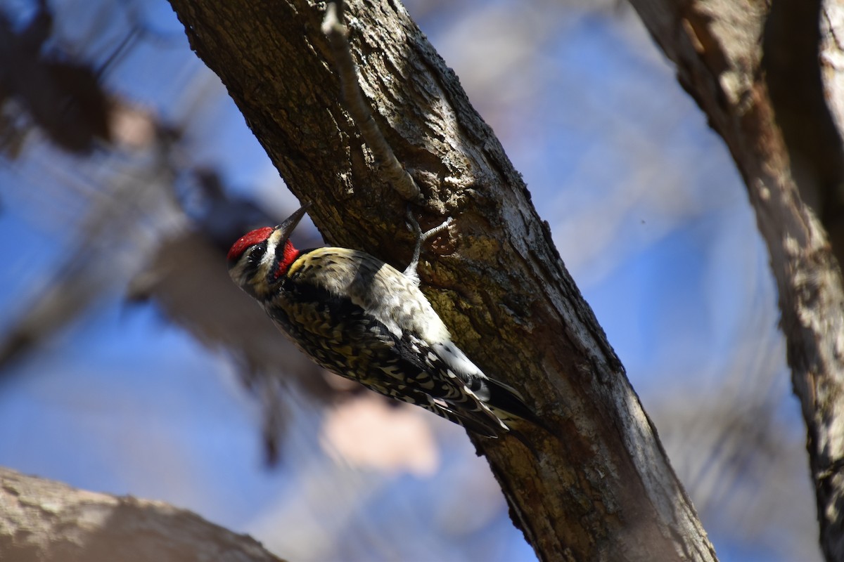 Yellow-bellied Sapsucker - ML296857851