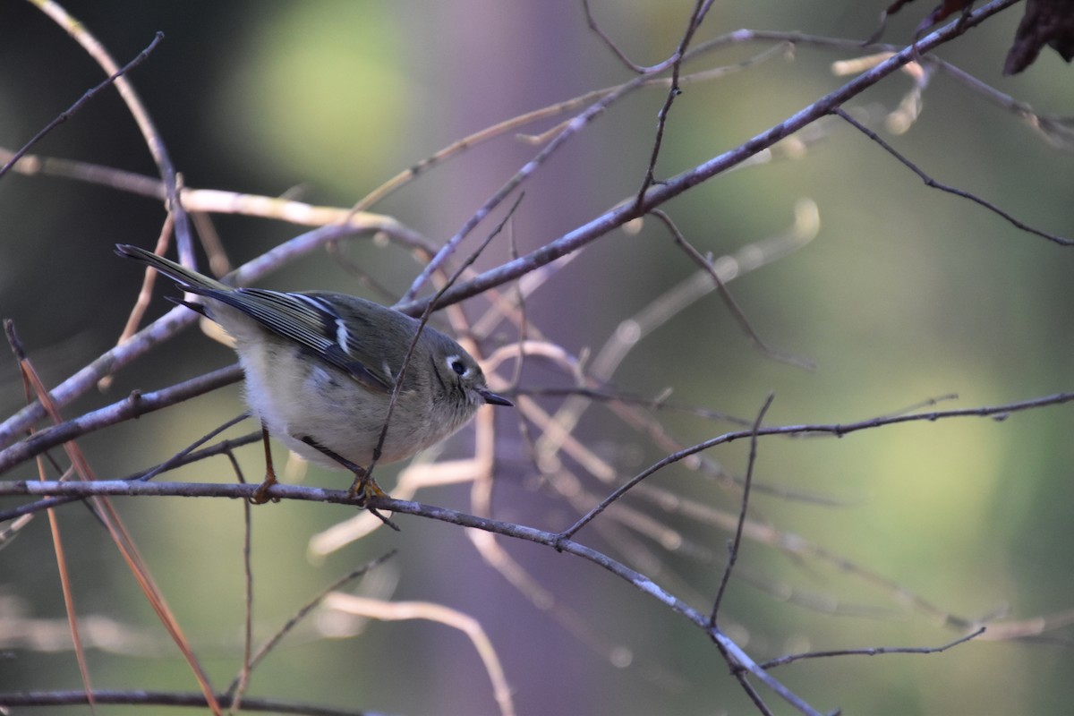 Ruby-crowned Kinglet - ML296858371