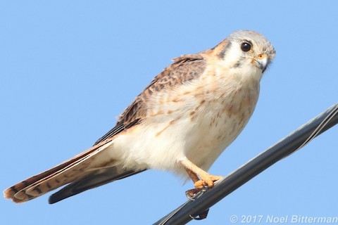 American Kestrel - ML296858501