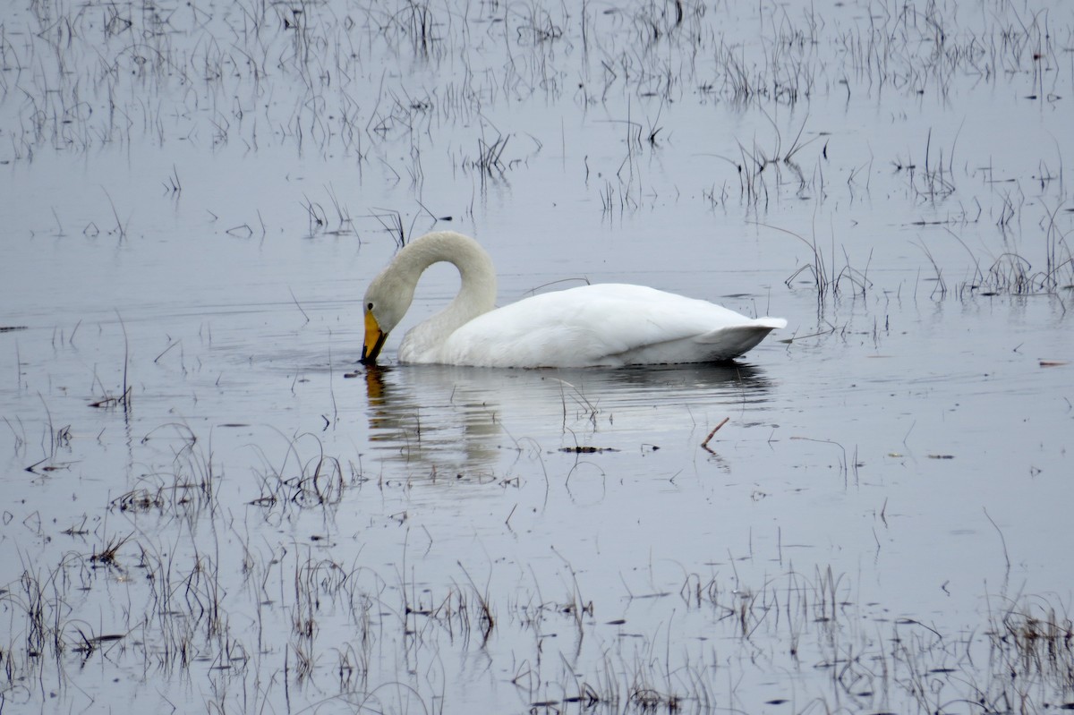 Whooper Swan - ML296858611