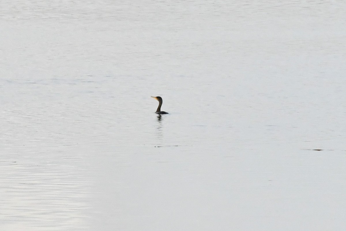 Double-crested Cormorant - Brian Kenney