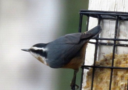 Red-breasted Nuthatch - ML296858801