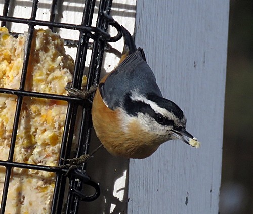 Red-breasted Nuthatch - ML296858811
