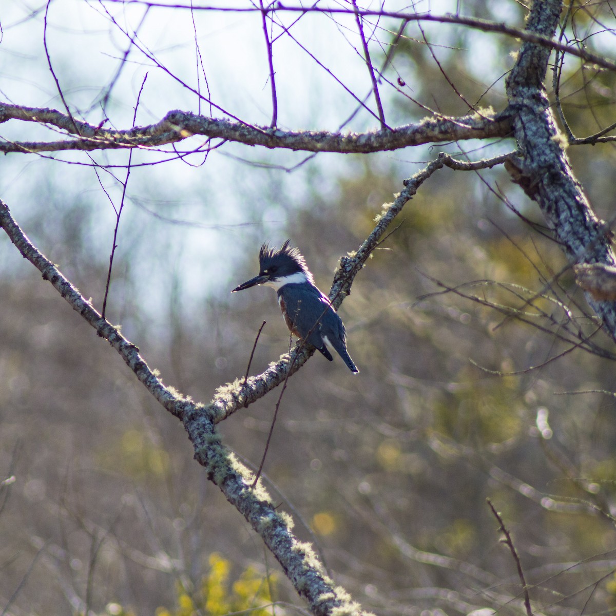 Belted Kingfisher - ML296860911
