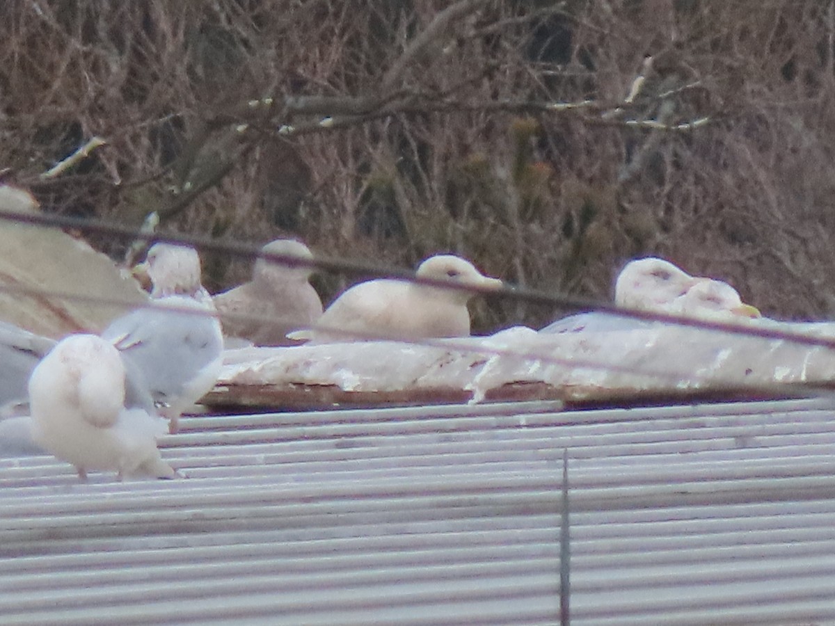 Glaucous Gull - ML296862091