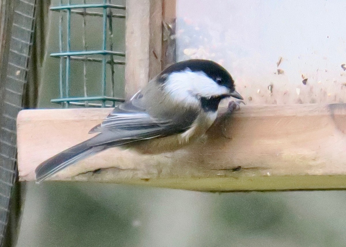 Black-capped Chickadee - Linda Kaye