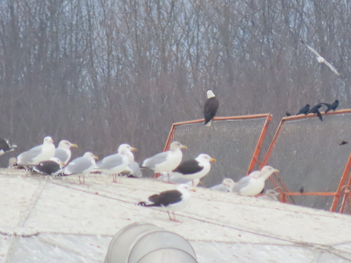 Bald Eagle - ML296862501