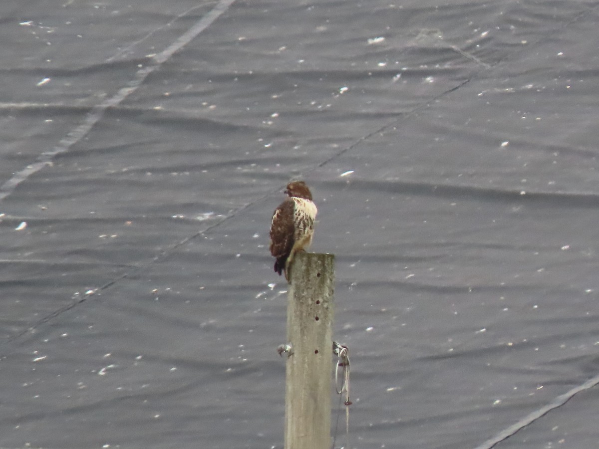 Red-tailed Hawk - ML296862551