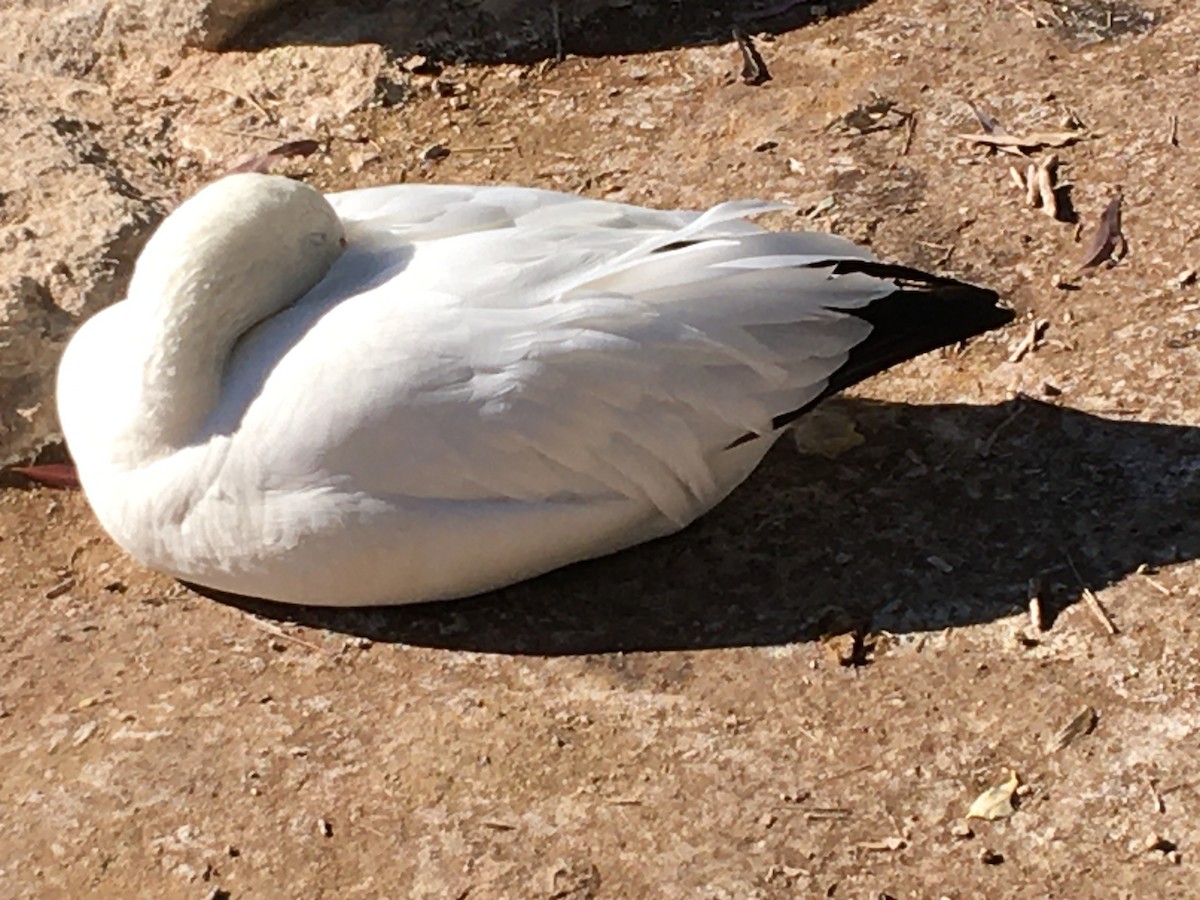 Snow Goose - ML296863421