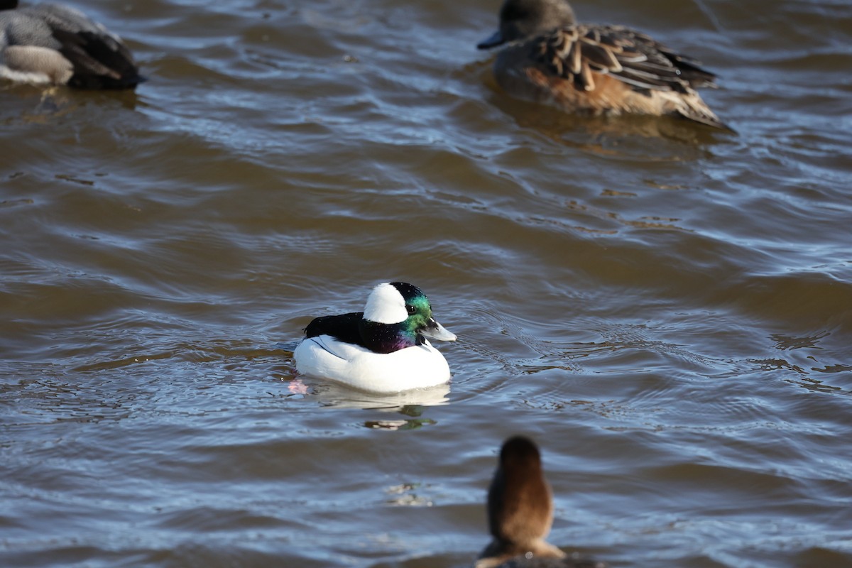 Bufflehead - ML296864011