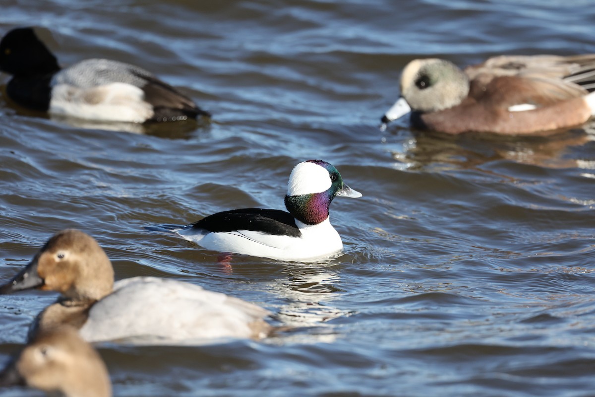 Bufflehead - Anne Bielamowicz