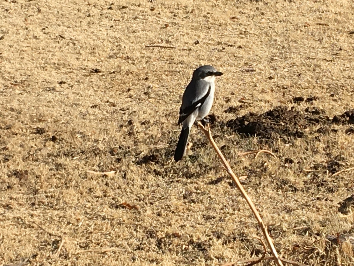 Loggerhead Shrike - ML296864771