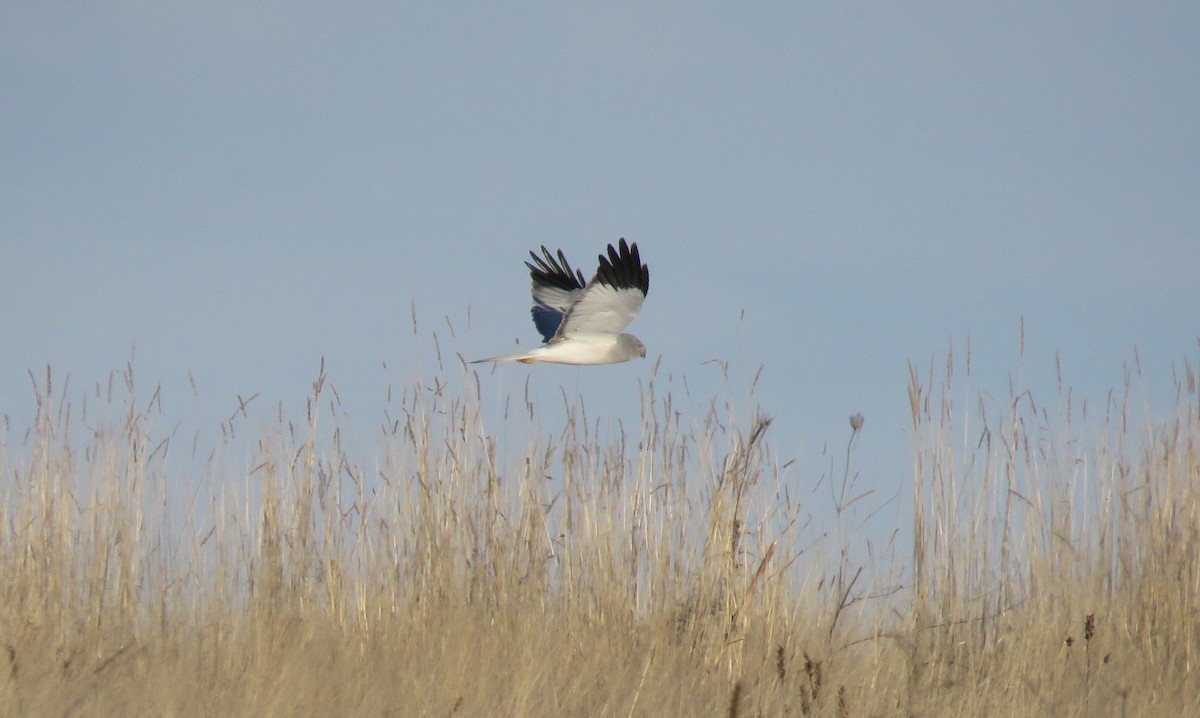 Hen Harrier - ML296867111