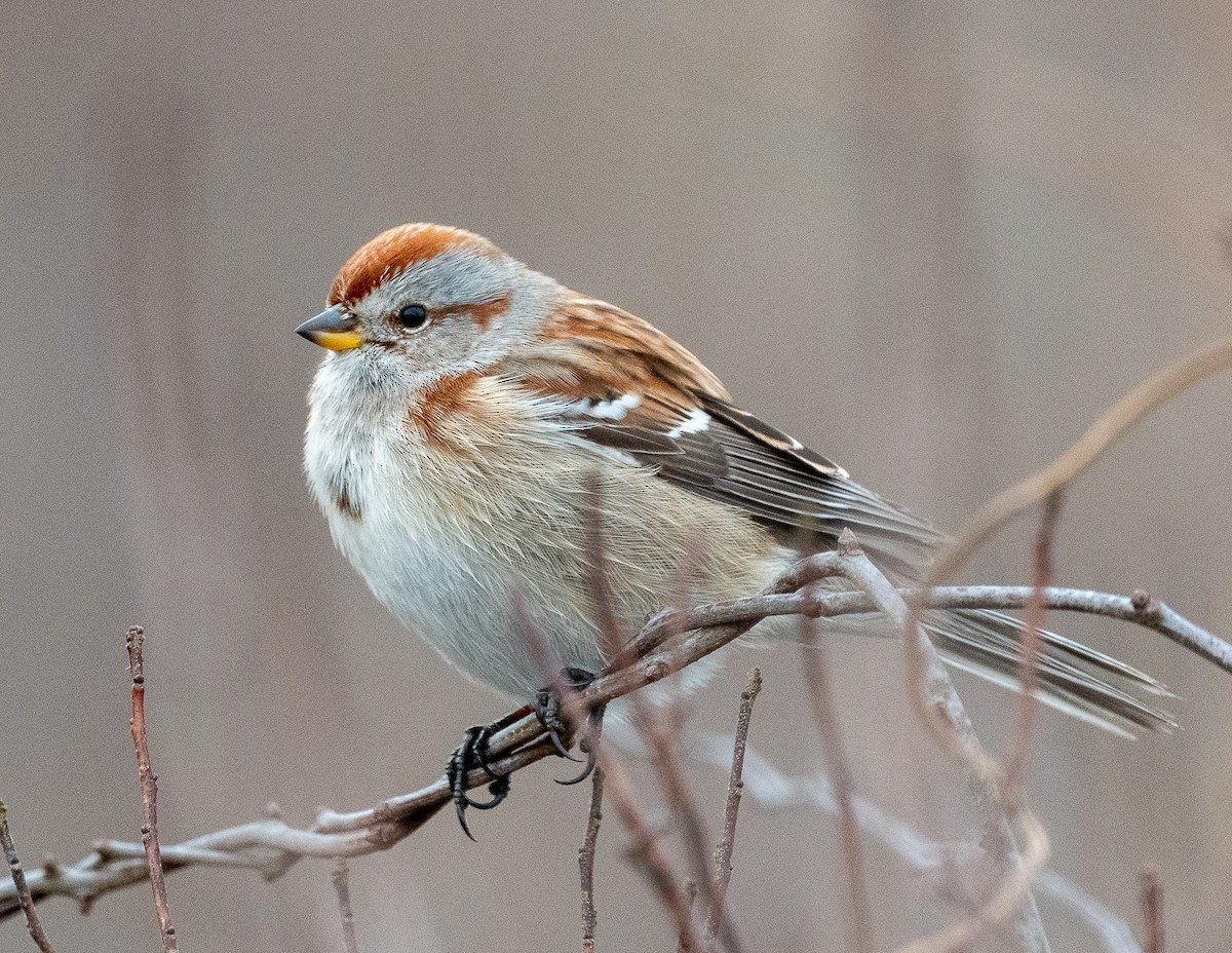 American Tree Sparrow - ML296867131