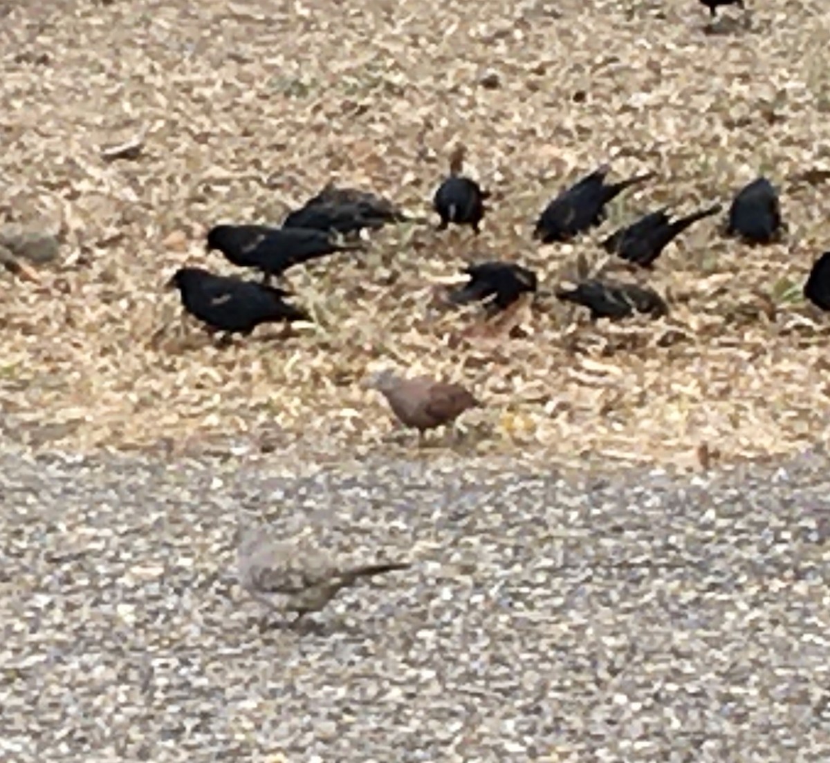 Ruddy Ground Dove - ML296867171