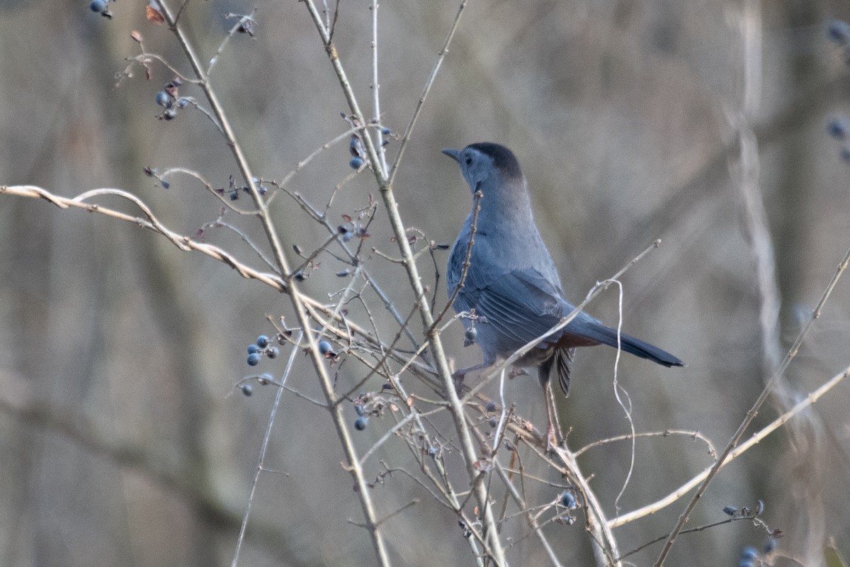 Gray Catbird - ML296867691