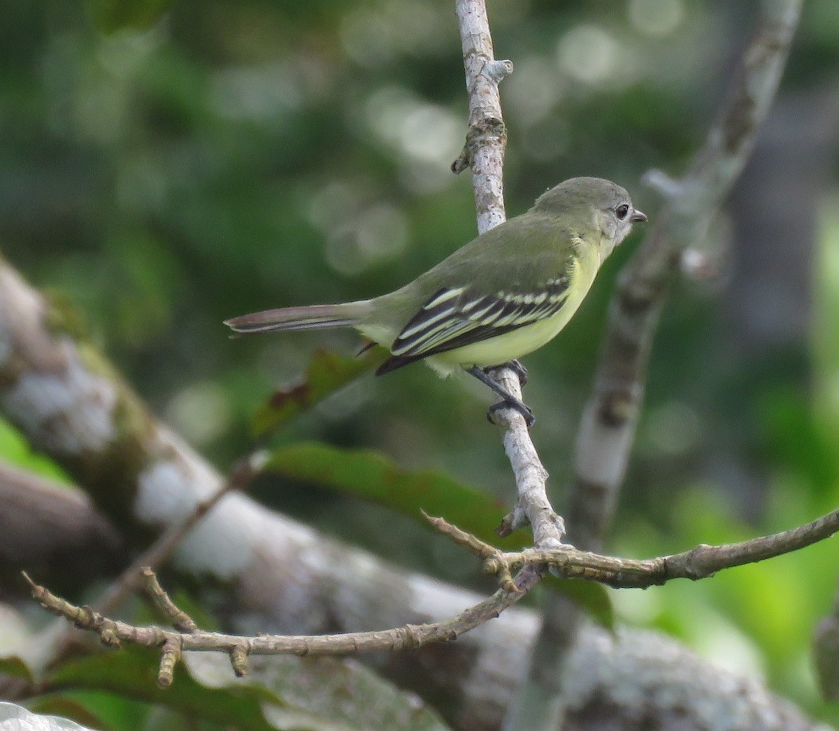 Gray-headed Elaenia - ML296867761