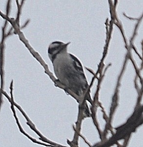 Downy Woodpecker - ML296868271