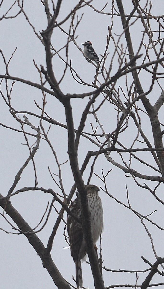 Downy Woodpecker - ML296868551