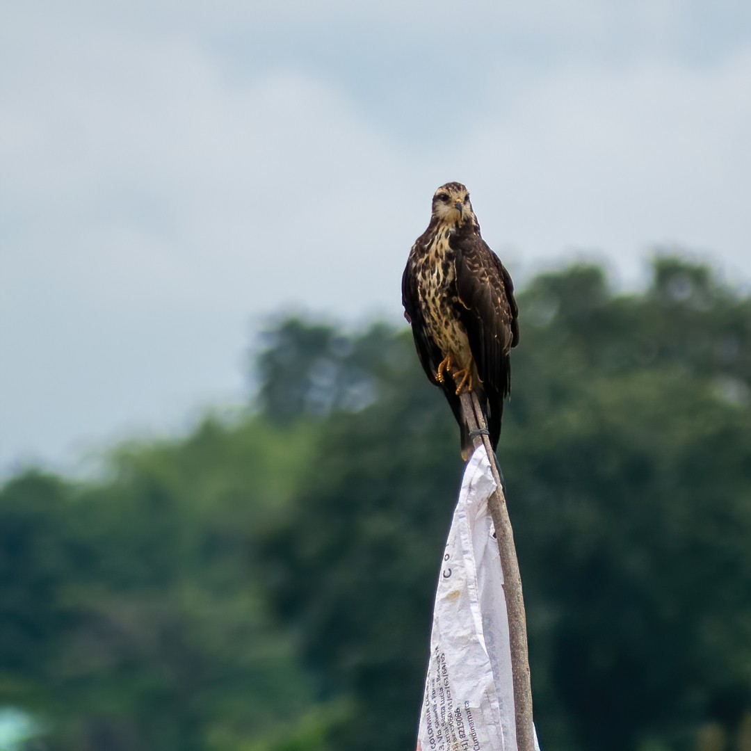 Snail Kite - ML296868661