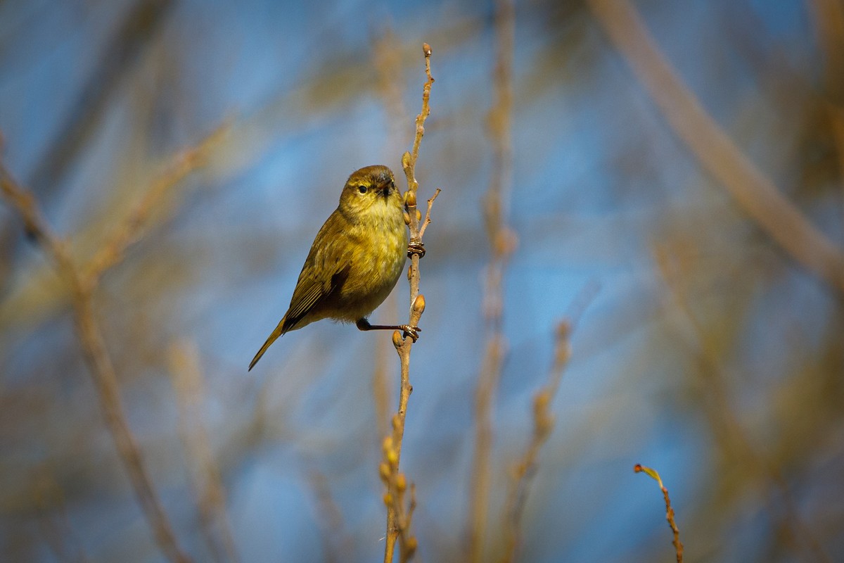 Common Chiffchaff - José Rodrigues