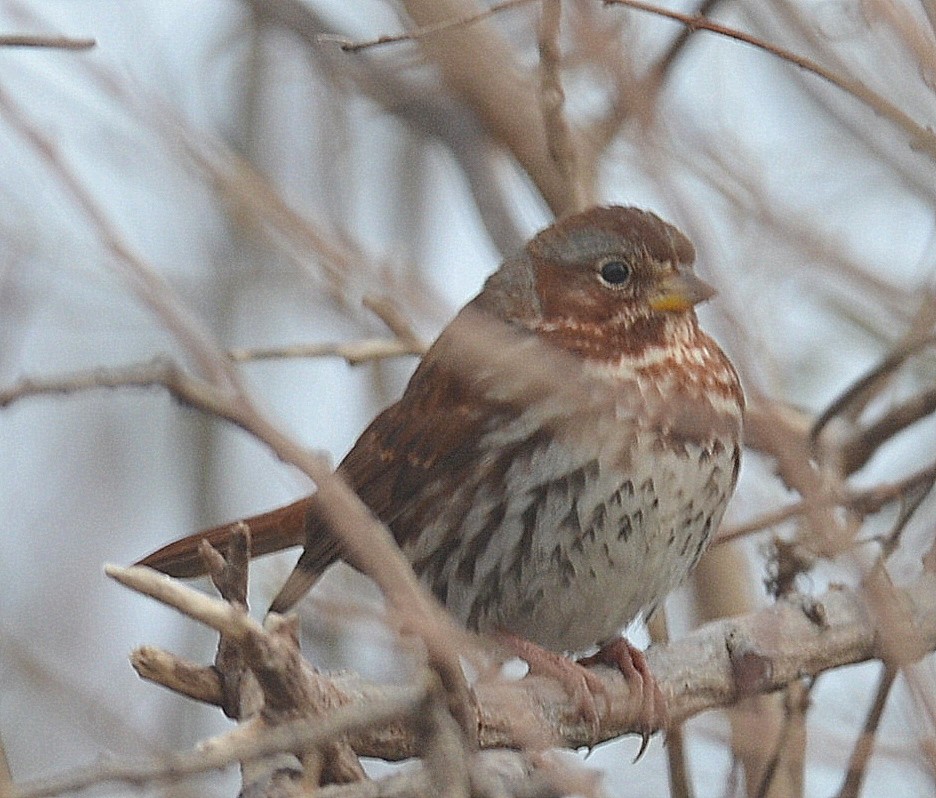 Fox Sparrow - ML296869661