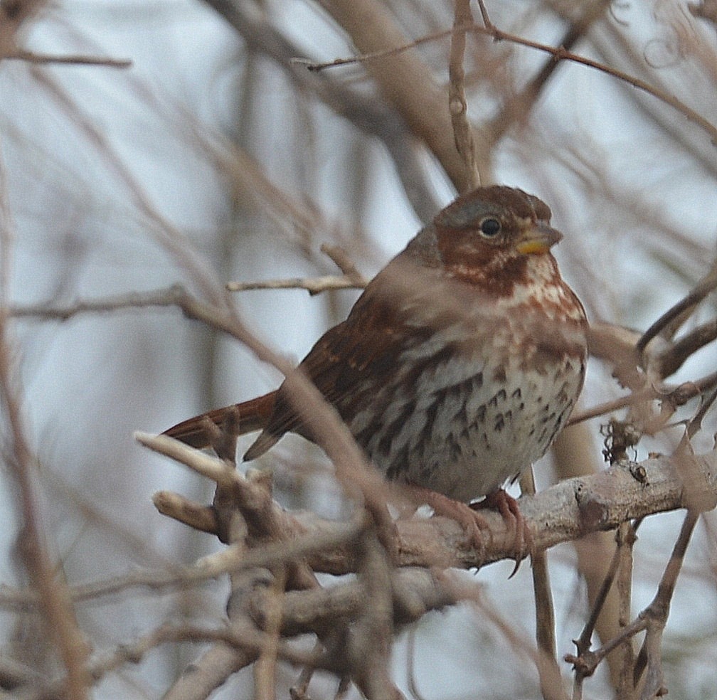 Fox Sparrow - ML296869951