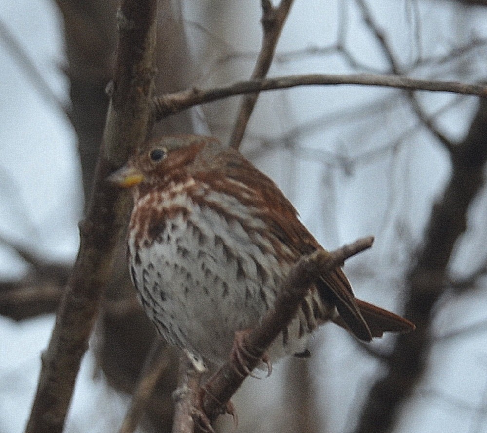 Fox Sparrow - Richard Haimes