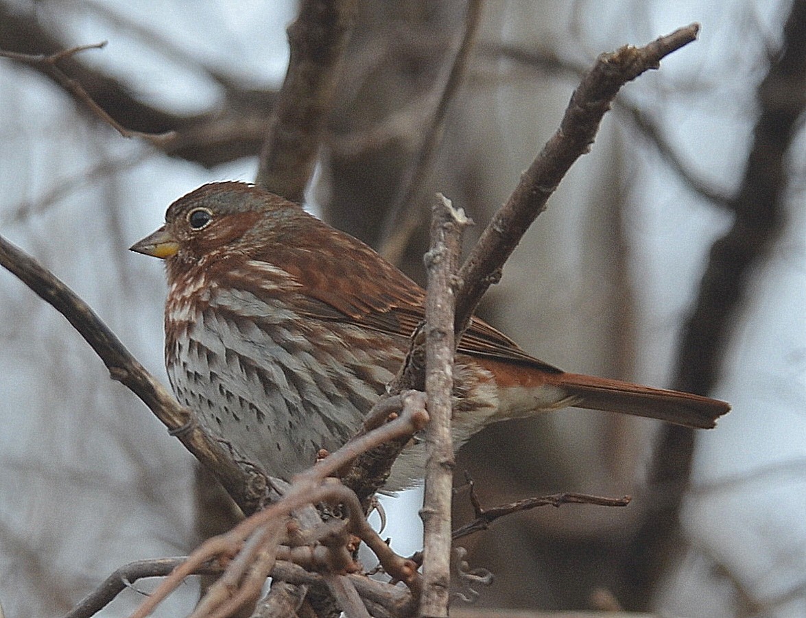 Fox Sparrow - ML296870411