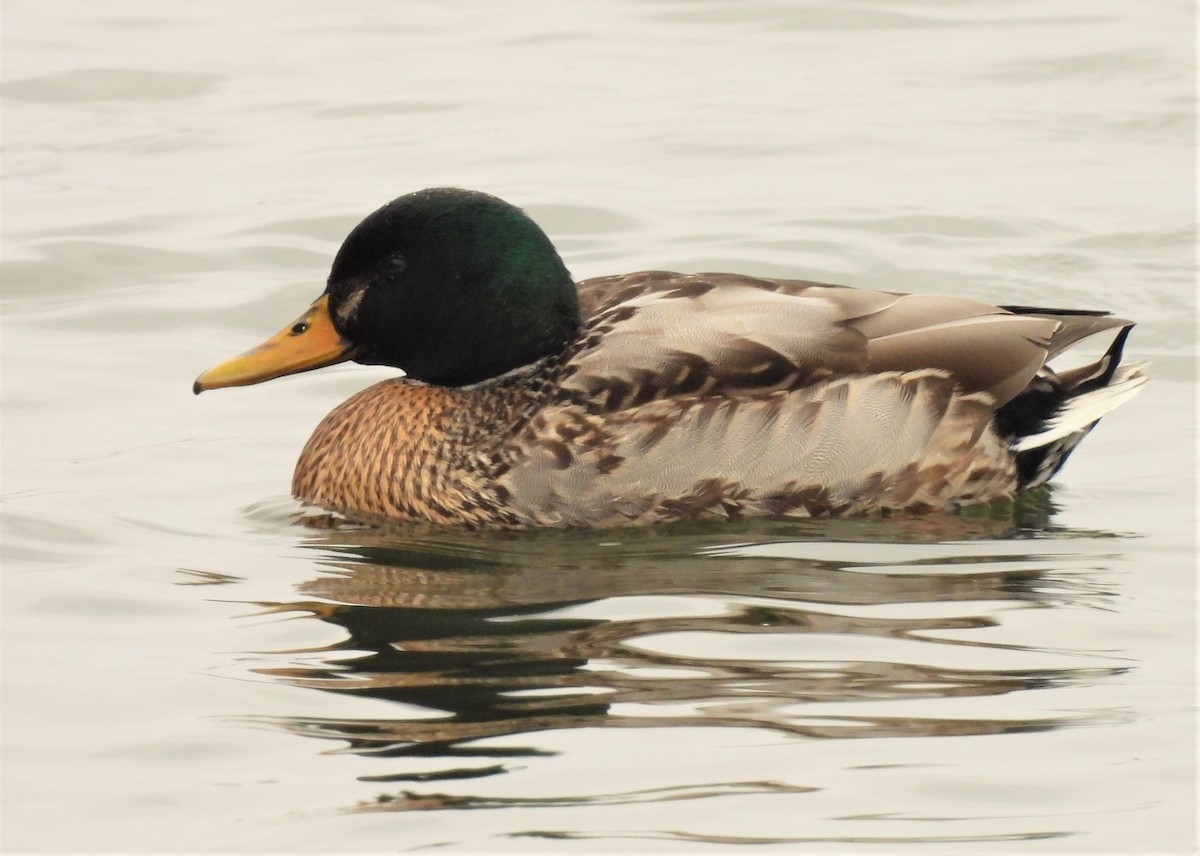 Mallard - Joanne Muis Redwood