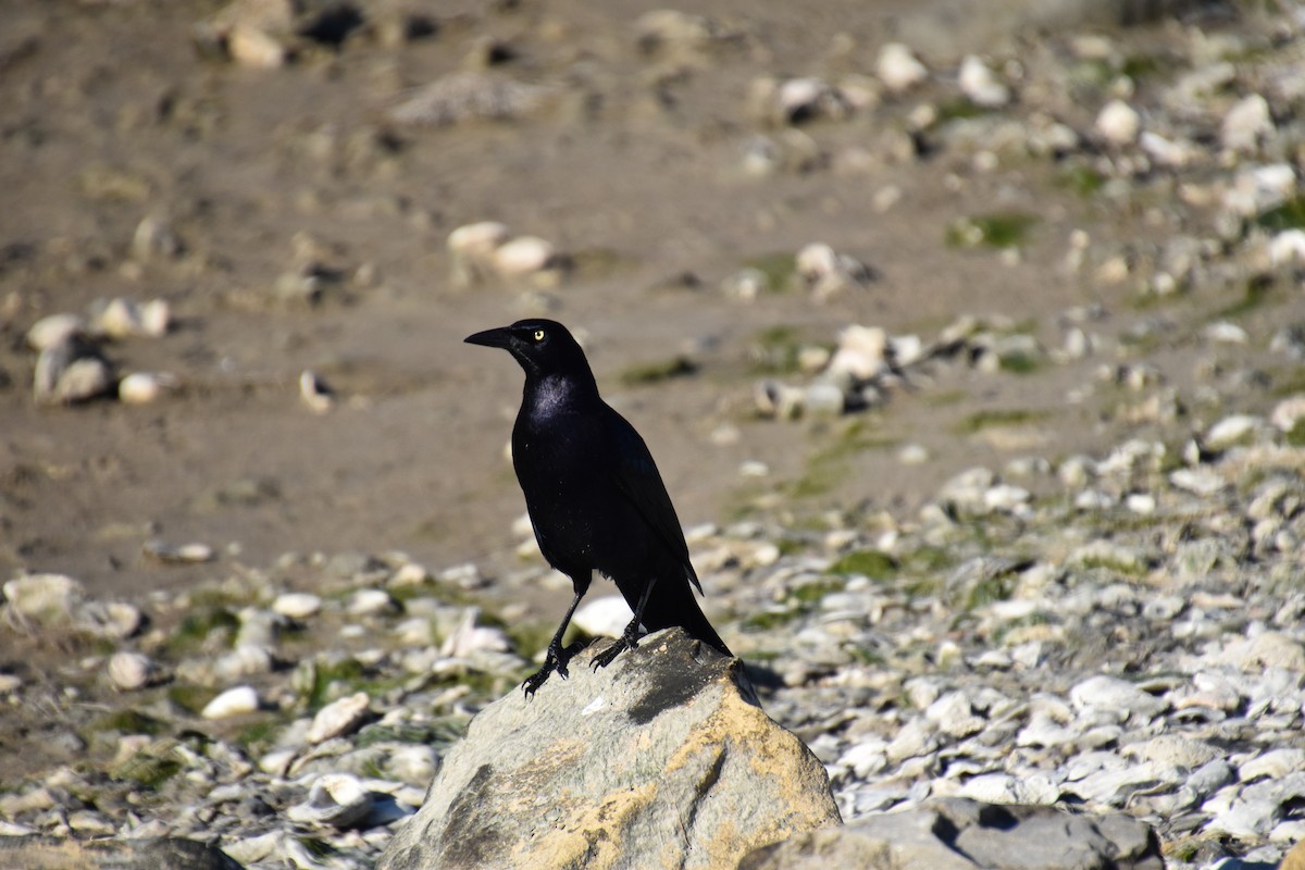 Great-tailed Grackle - ML296871981