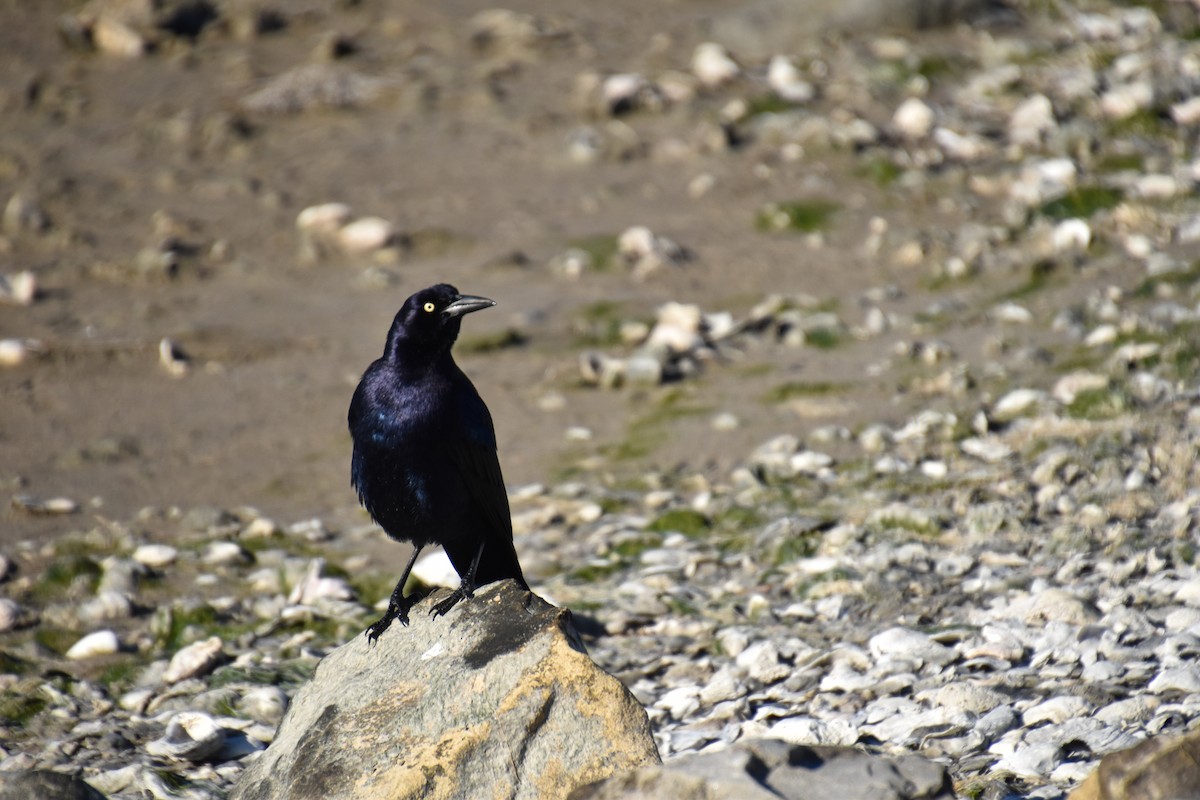 Great-tailed Grackle - ML296871991