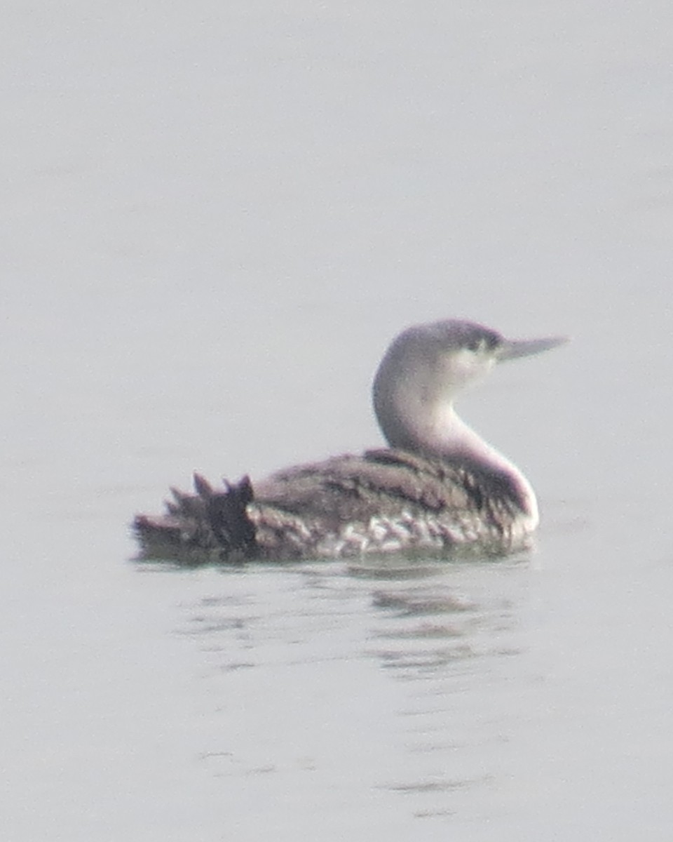 Red-throated Loon - ML296873181