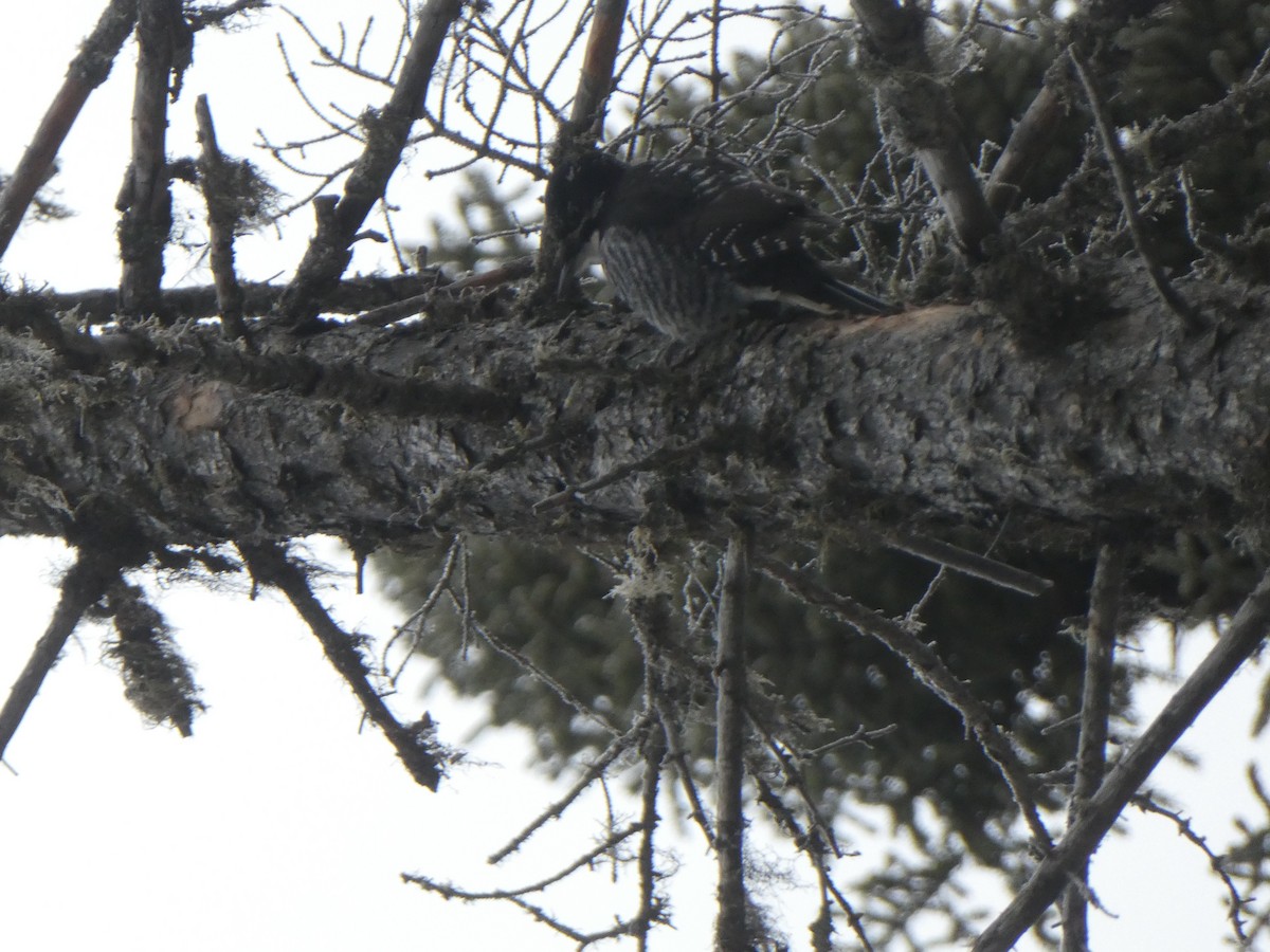 American Three-toed Woodpecker - ML296874841