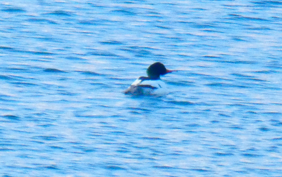 Common Merganser - ML296875551